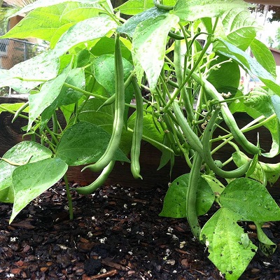 کاشت لوبیا سبز در گلدان