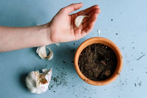 کاشت راحت سیر