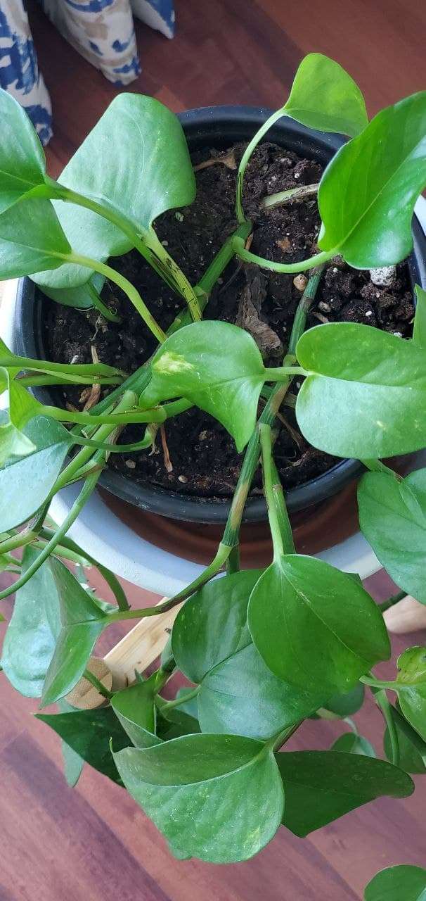 درمان پژمرده شدن پتوس