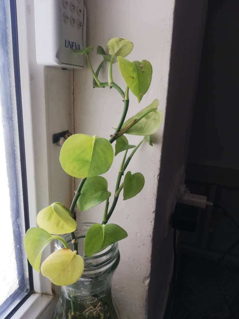 نگهداری پتوس در آب