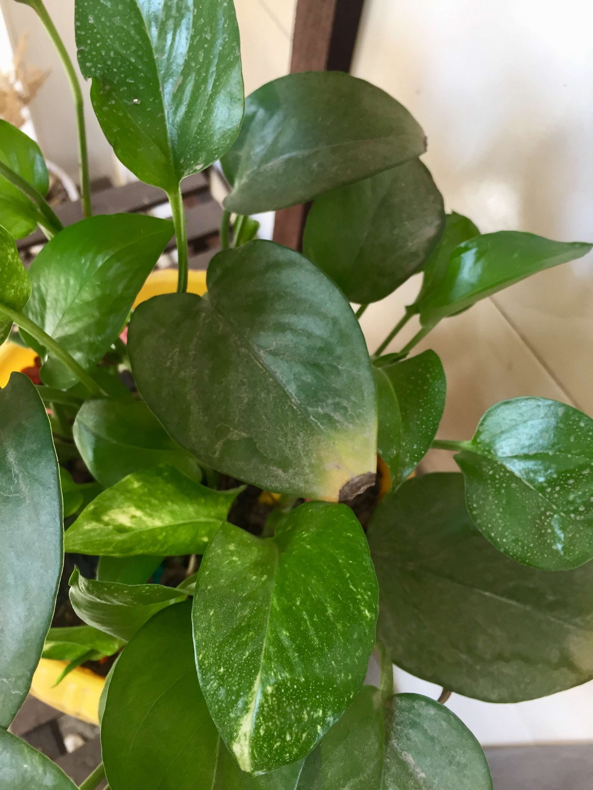 علت سوختن برگ پتوس