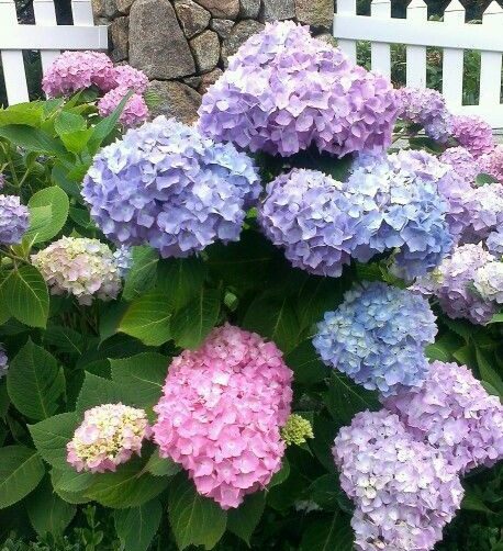 گل ادریسی توپی