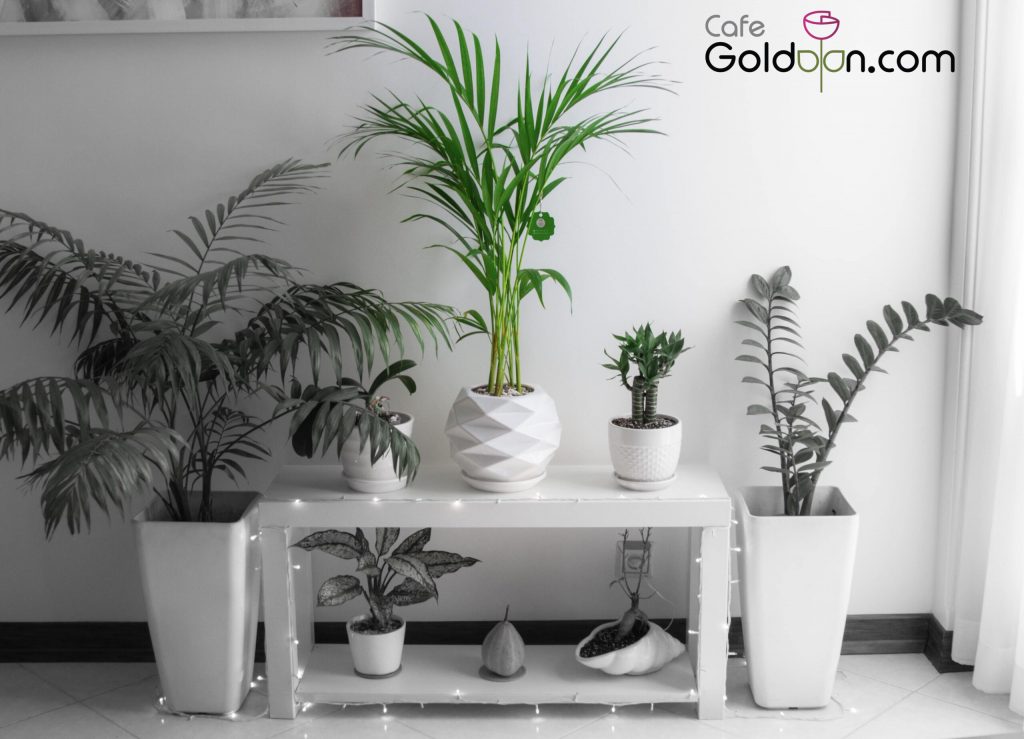 فروشگاه اینترنتی