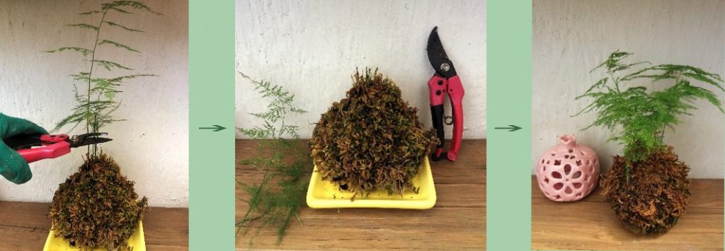 هرس شدید کوکداما