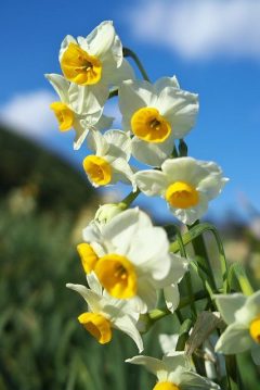 تاج گل تبریک