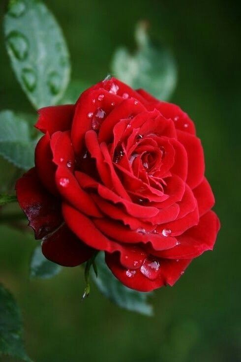 تاج گل تبریک