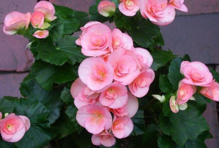 بگونیا هیمالیس