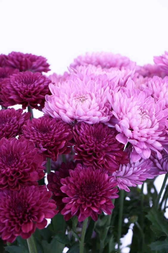 تاج گل تبریک