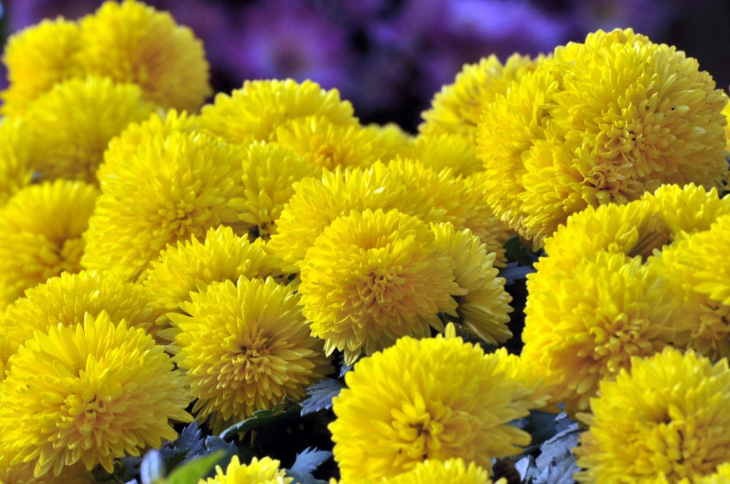 گل مناسب ترحیم