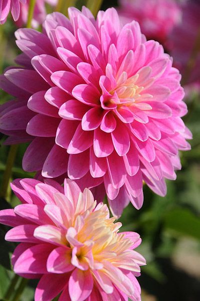 گل مناسب تاج گل تبریک