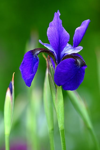 تاج گل تبریک