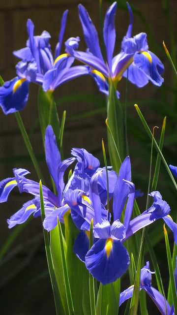 تاج گل تبریک