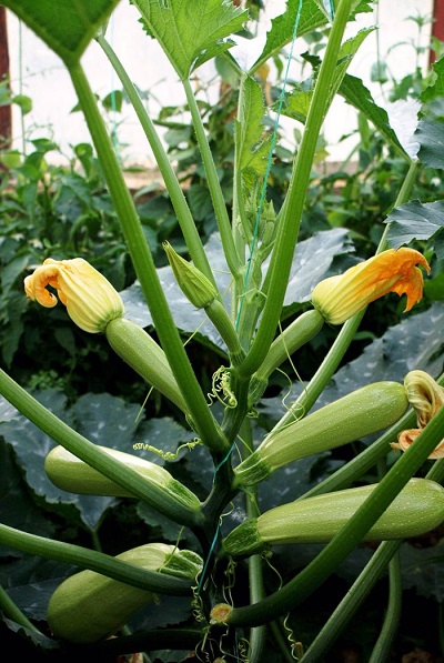 کاشت کدو خورشتی