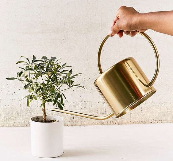 راههای کنترل غیر شیمیایی برای درمان پشه گل خانگی