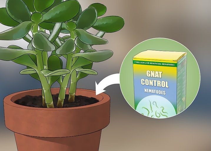 راههای کنترل غیر شیمیایی برای درمان پشه گل خانگی