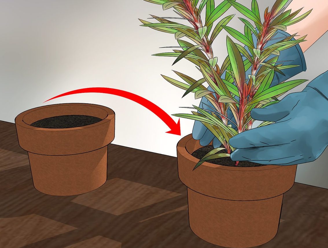 راههای کنترل غیر شیمیایی برای درمان پشه گل خانگی