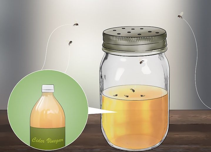 راههای کنترل غیر شیمیایی برای درمان پشه گل خانگی