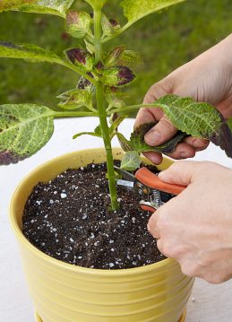 هرس حسن یوسف