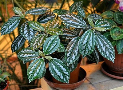 تکثیر پیله آ