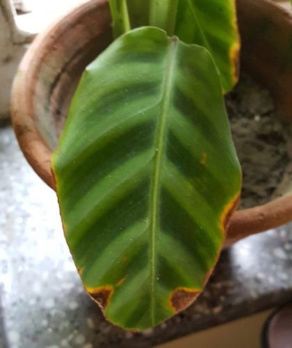 نگهداری گل مارانتا