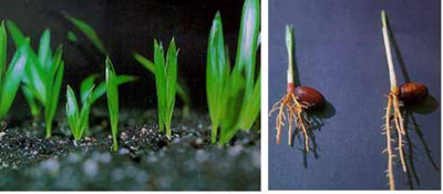 تکثیر کنتیا