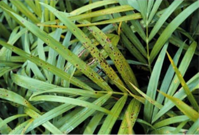 بیماری کنتیا