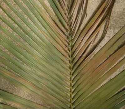 بیماری کنتیا