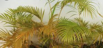 زرد شدن کنتیا