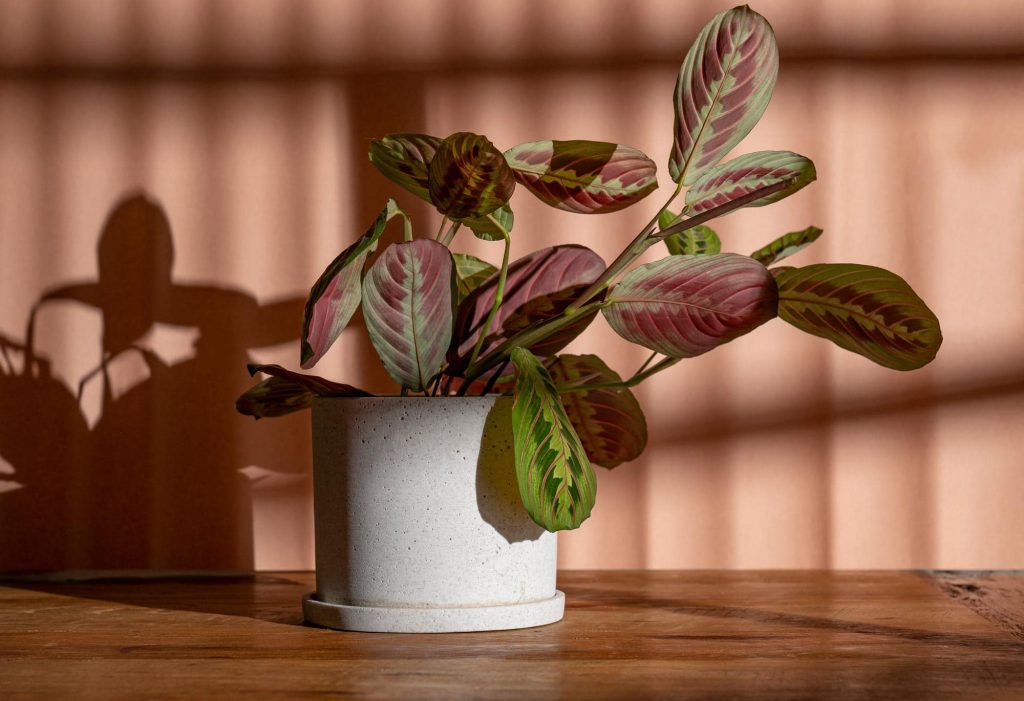 نور مارانتا