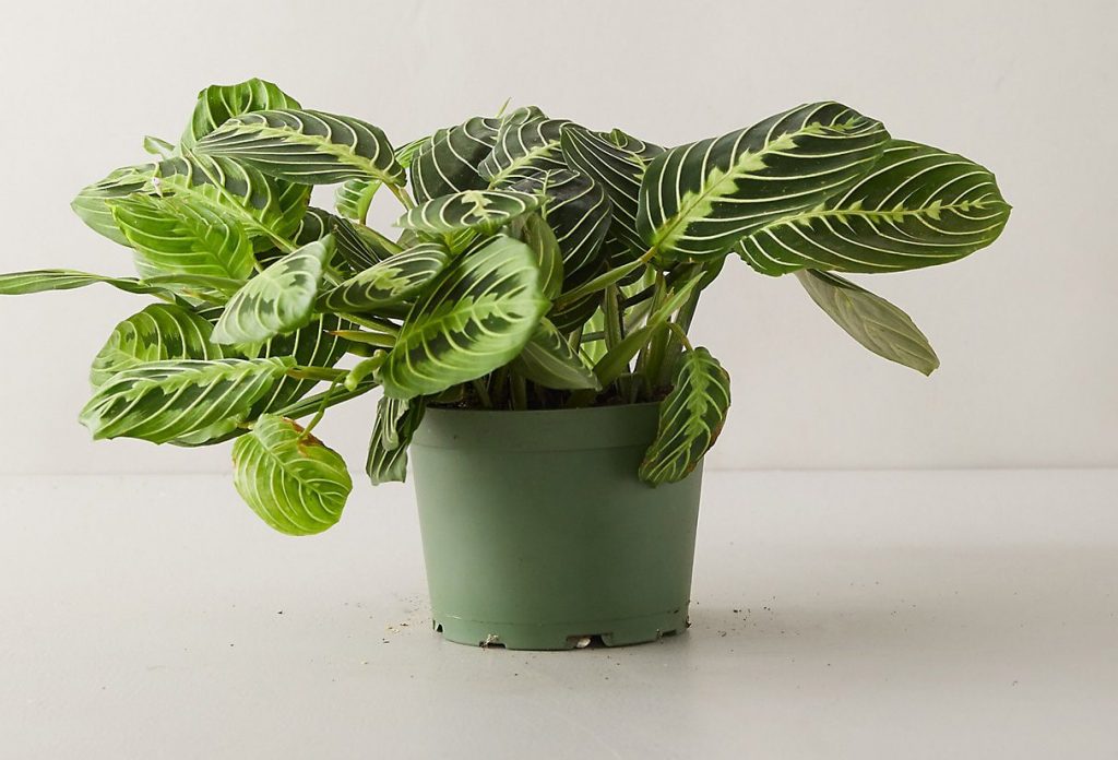 تعویض گلدان مارانتا