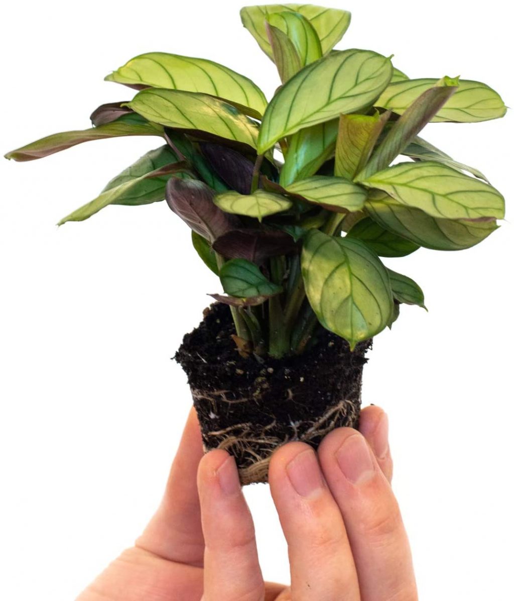 خاک مارانتا