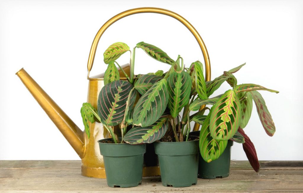 آبیاری مارانتا