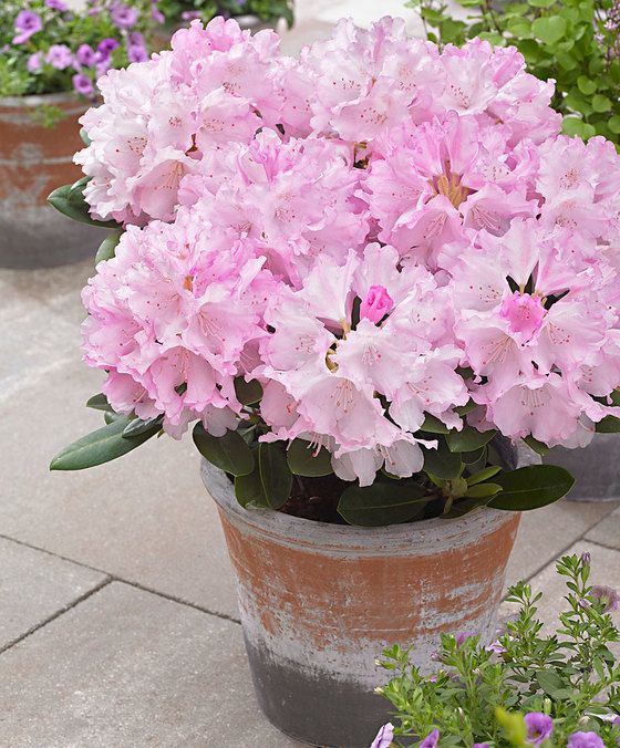 درختچه آزالیا (Azalea) مناسب برای بالکن