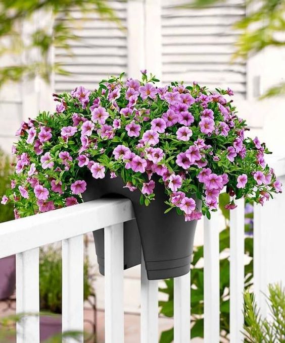 گل اطلسی (Petunia) یک گیاه بالکنی