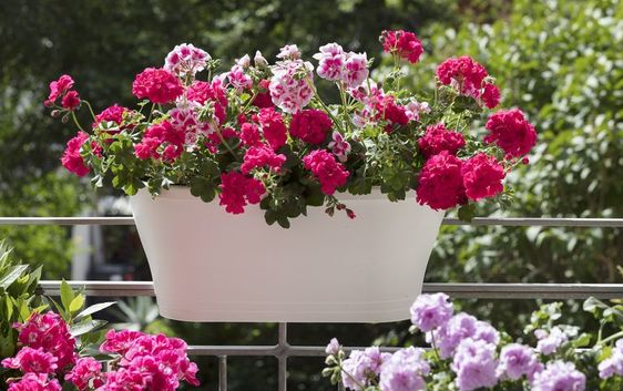 شمعدانی (Geranium) یک گیاه بالکنی