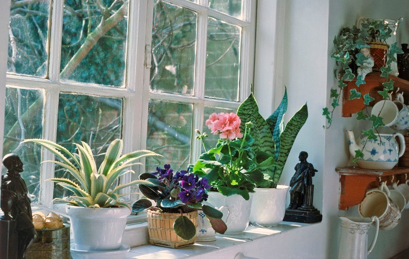 کود برای سلامت گیاه