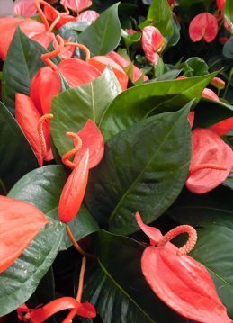 آنتوریوم دم خوکی