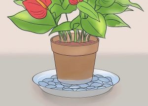 رطوبت آنتوریوم