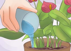 گل آنتوریوم