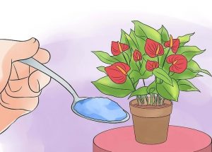 کود مناسب آنتوریوم