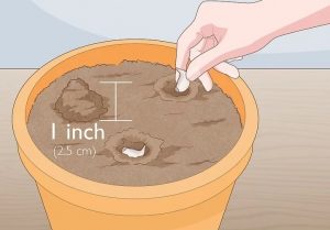 کاشت سیر در گلدان