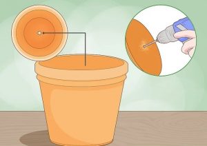 روش کاشت سیر در منزل