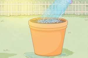 کاشت سیر در منزل