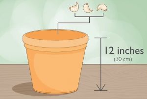 روش کاشت سیر در خانه