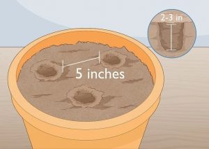 روش کاشت سیر در گلدان