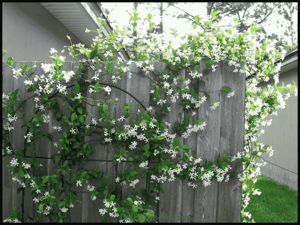 گل دهی محبوبه شب