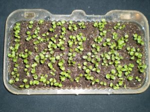 تکثثیر گیاه سینره