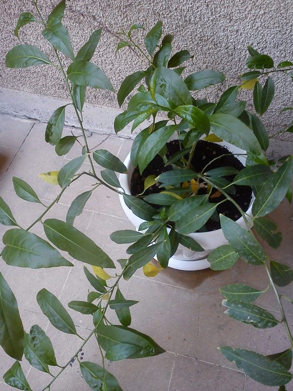 گل ندادن محبوبه شب