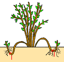 ریشه دهی گیاه محبوبه شب