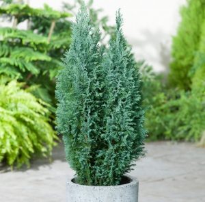 بیماریهای رایج کاج الودی